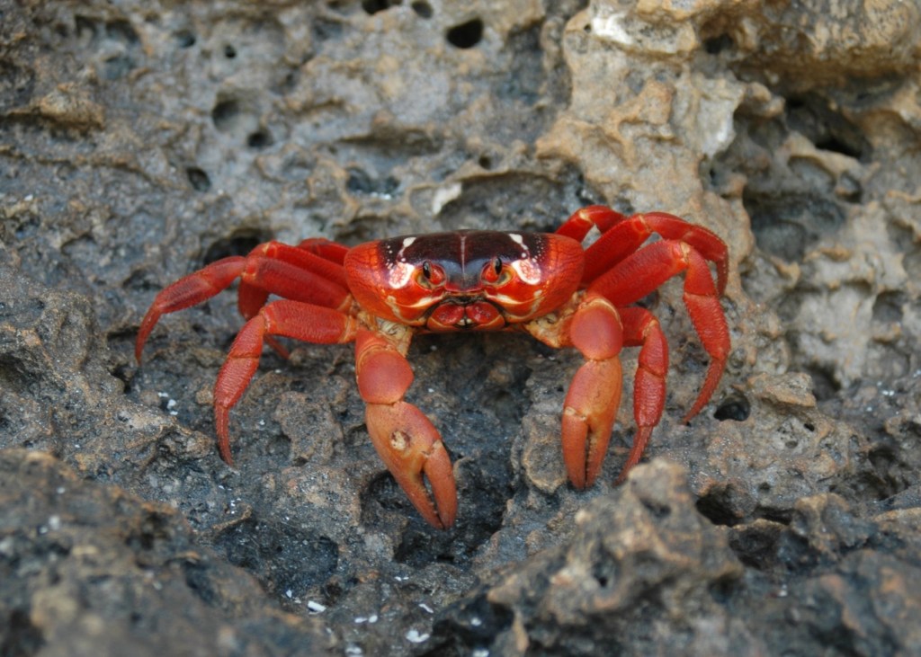 50 million red crabs overtake Christmas Island 