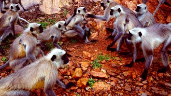 Monkeys Go On Rampage, Killing Over 200 Dogs In What Locals Say Are ‘Revenge’ Attacks