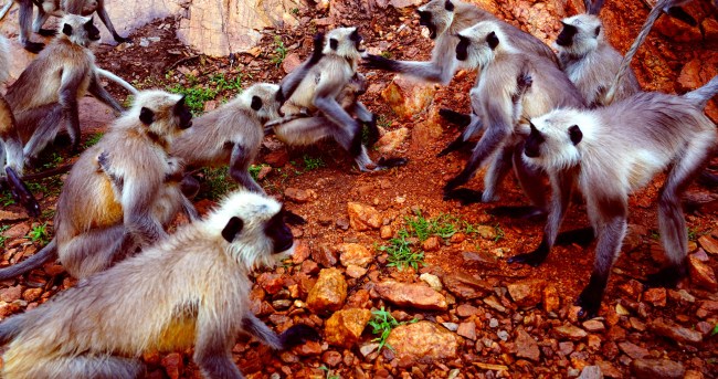 Monkeys kill Over 200 Dogs Dropping Them To Their Deaths In India