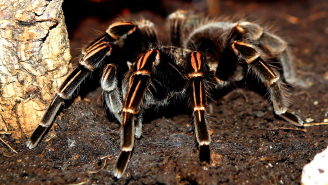 Over 300 Tarantulas, Scorpions And Giant Cockroaches Seized From Smuggler’s Luggage At Airport