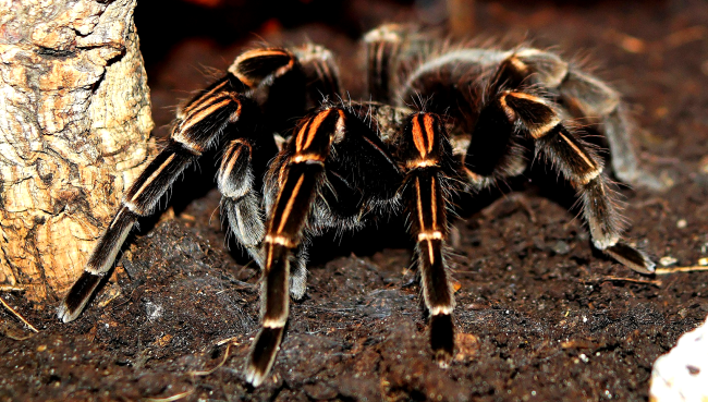 Over 300 Tarantulas, Scorpions, Cockroaches Seized From Smuggler