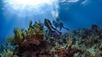 PADI Online Scuba Diving Lessons – Everything You Need To Know To Start Your Training Online