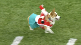 Minnesota Vikings Hold Adorable Holiday Corgi Race And It Ends In Exhilarating Photo Finish (Video)