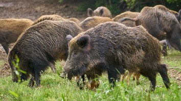 Crazy Video Captures Pack Of Feral Hogs Wreaking Havoc In A Texas Neighborhood