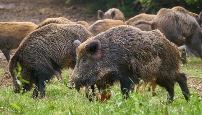 Video Captures Pack Of Feral Hogs Invading Texas Neighborhood