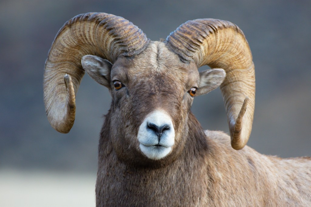 Two Rams Get A Running Start And Smash Their Horns Together So Hard It Sounds Like A Gunshot