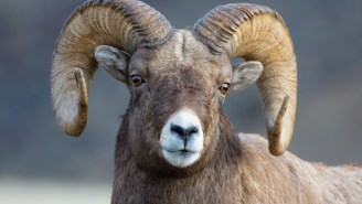 Two Rams Get A Running Start And Smash Their Horns Together So Hard It Sounds Like A Gunshot