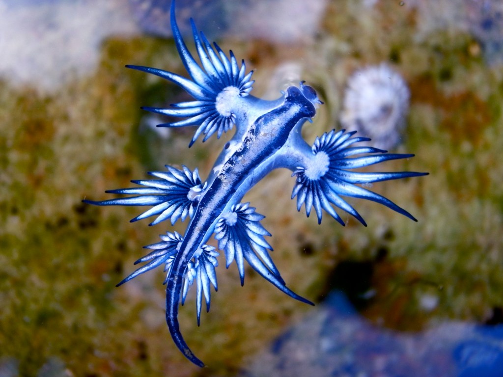 Internet Stunned By Guy Picking Up Venomous Blue Sea Dragon