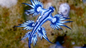 Internet Stunned By Guy Picking Up Venomous Blue Sea Dragon