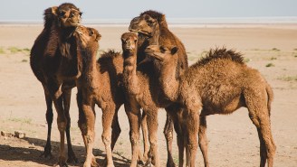 Dozens Of Camels DQ’d From Saudi Arabian Beauty Contest Over An Unexpected Drug