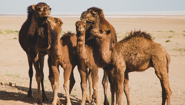 Dozens Of Camels DQed From Saudi Arabian Beauty Contest Over Botox