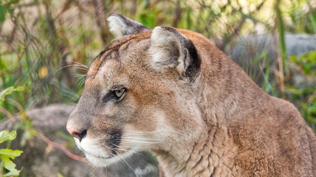 Toy Dog Stares Down A Mountain Lion Without Flinching