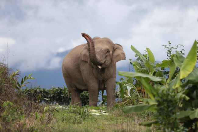 WATCH: Elephant Pulls Prank, Pretends To Eat Woman's Hat