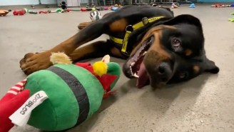 Rescue Dogs Pick Out The Toy They Want For Christmas In The Best Video Of The Year