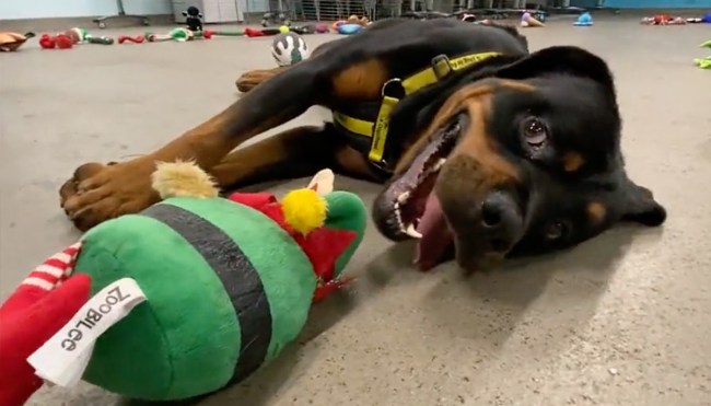 Rescue Dogs Pick Toy They Want For Christmas In Amazing Video