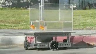 Scientists Taught Goldfish How To Drive A Vehicle As If We Didn’t Have Enough To Worry About