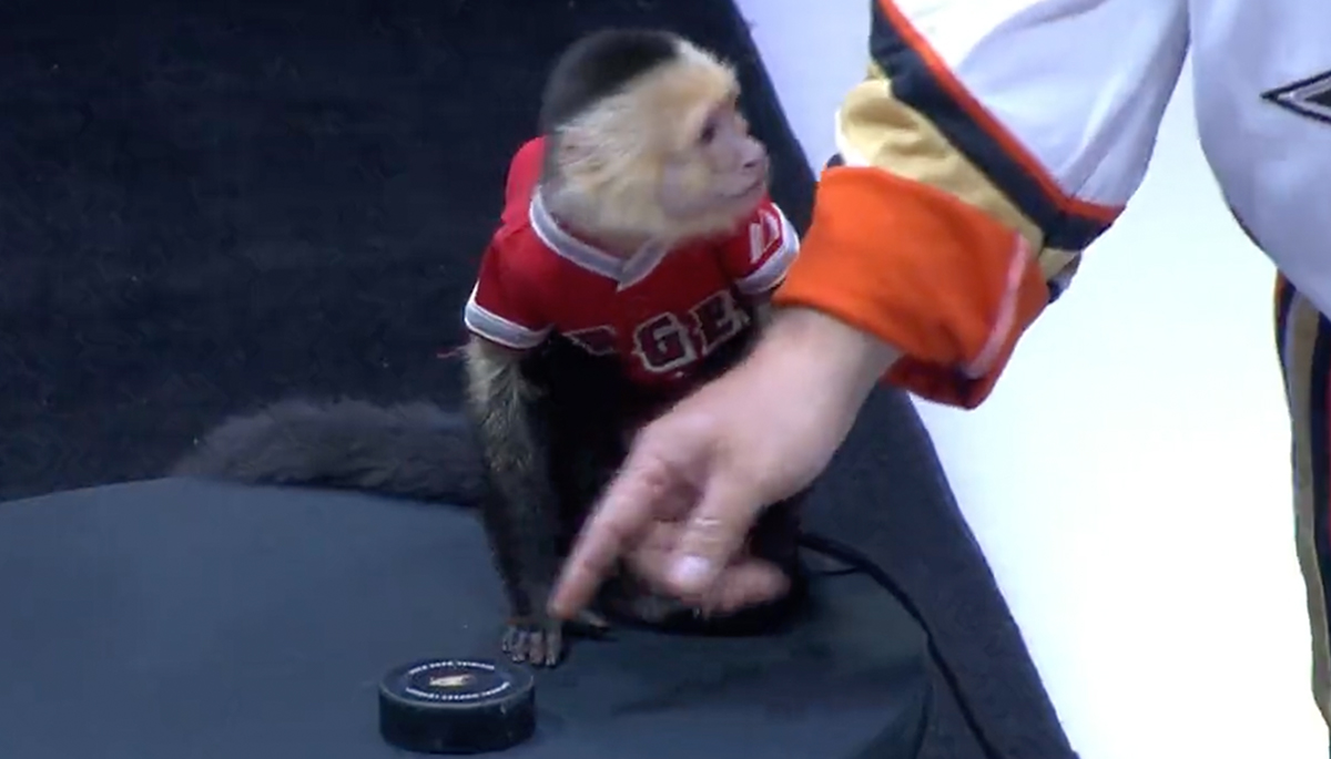 Angels Night Rescheduled for Sunday  🚨 Rescheduled 🚨 Join us at Angels  Night on Sunday. Take photos with the Rally Monkey and see him drop the  first puck! Score this Getzy