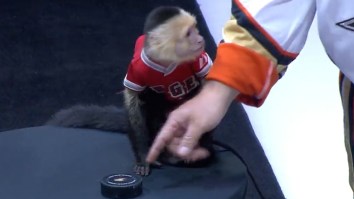 The Rally Monkey Did The Ceremonial Puck Drop Before A Ducks Game And It Did Not Disappoint