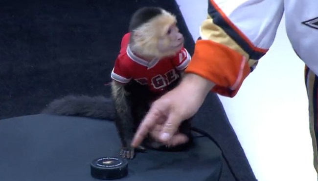 Anaheim Ducks Invite Rally Monkey To Drop Puck Before Game