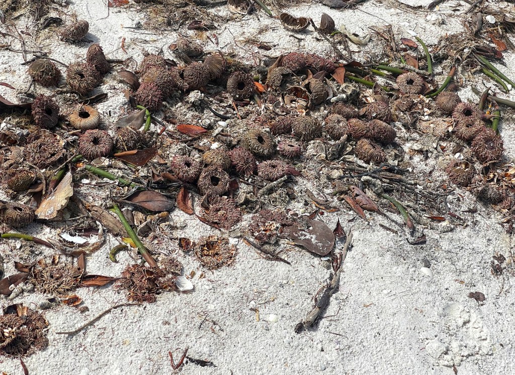 Florida Beachgoers Astonished As Thousands Sea Urchins Wash Up