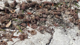 Florida Beachgoers Astonished As Thousands And Thousands Of Sea Creatures Wash Up After A Storm