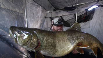 Ice Fisherman Pulls Up Three Massive Lake Trout That Can Best Be Described As ‘Whales In Training’