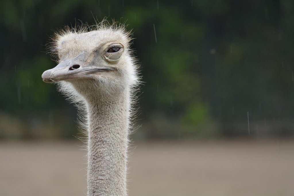 80 Escaped Ostriches Running Wild Through City (Video + Reactions)