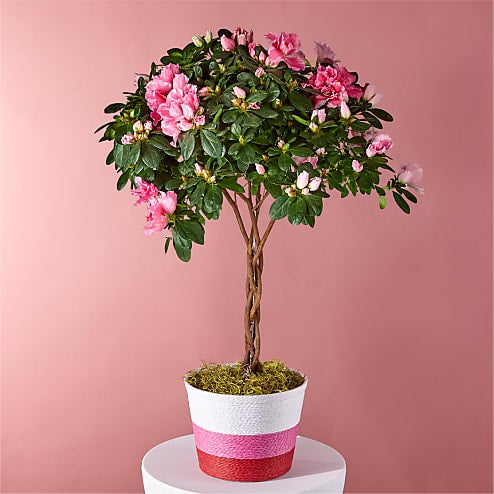 Valentines Day Flash Sale - Pretty in Pink Azalea Topiary Plant