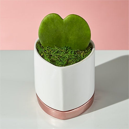 Sweetheart Hoya Succulent - proflowers valentine's day