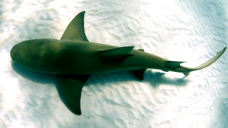 TikToker Attacked By Shark Escapes By Punching It ‘As Hard As She Could’ In Face