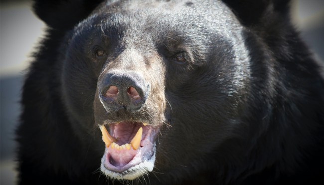 Internet Rallies Around Black Bear Named 'Hank' That Faces Euthanization