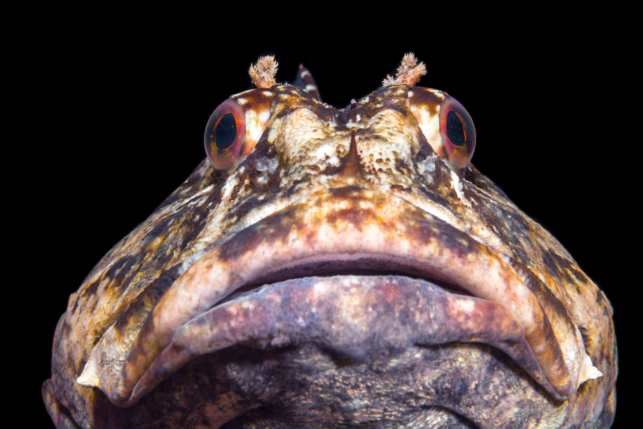 Here's What It Sounds Like When Fish Talk And Communicate