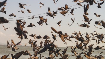 Hundreds Of Birds In Mexico Mysteriously Plummet From The Sky In Video Straight Out Of A Horror Movie