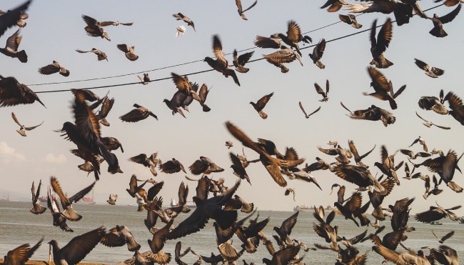 Cientos de pájaros en México caen misteriosamente del cielo con video