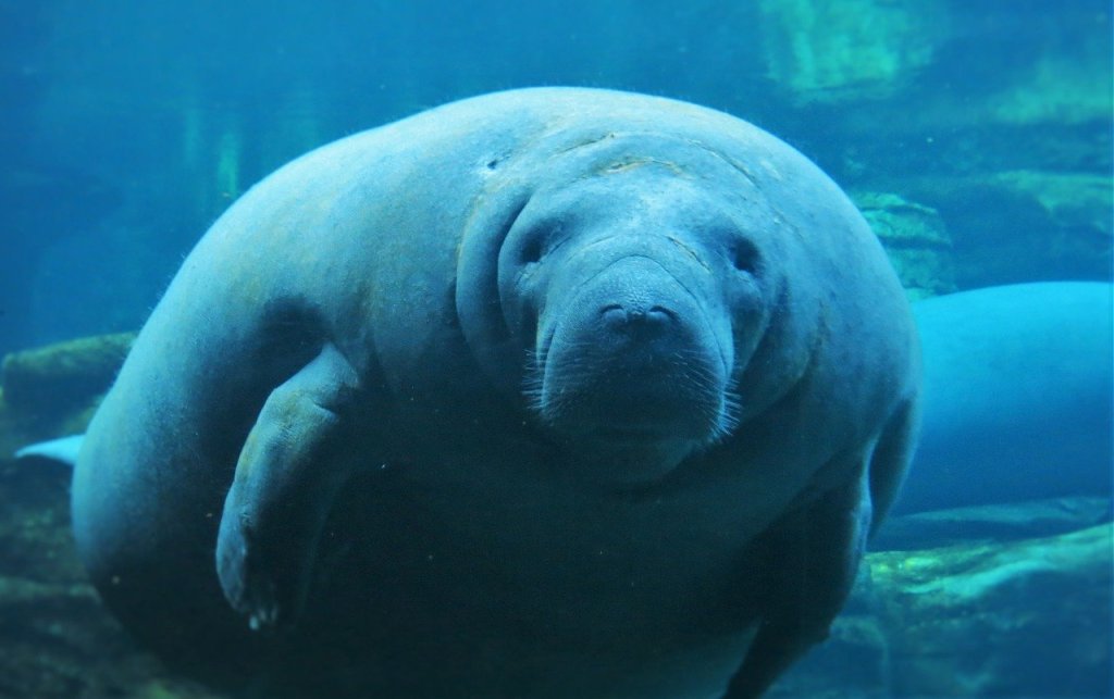 Manatee Channels Infinite Wisdom And Makes Super Bowl Pick