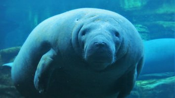 Adorable Manatee Channels Infinite Wisdom And Makes Super Bowl Pick Between Bengals And Rams