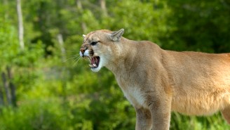 Colorado Man Wakes Up To Find A Mountain Lion Snarling At Him After Killing A Huge Elk On His Porch