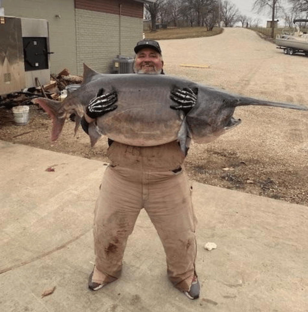 Enormous 140-Pound Paddlefish Caught Is New Missouri State Record