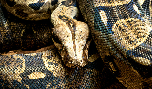 Police Removed Boa Constrictor In A Mans Car Watch
