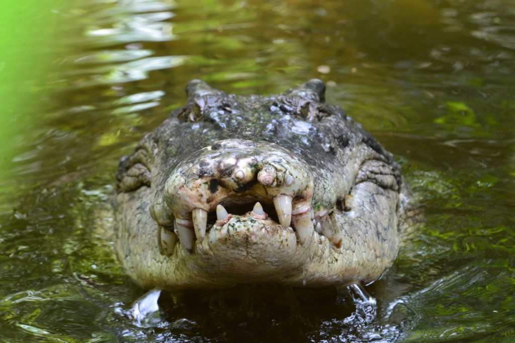 Crocodile Leaps Out Of Water And Snatches A Bat From Mid-Air