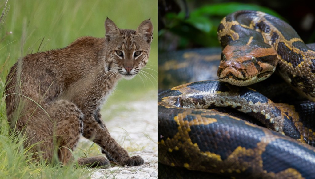 Trail Cam Footage Of A Bobcat And Burmese Python Battling It Out In The Everglades Is Better Than 'Jurassic Park'