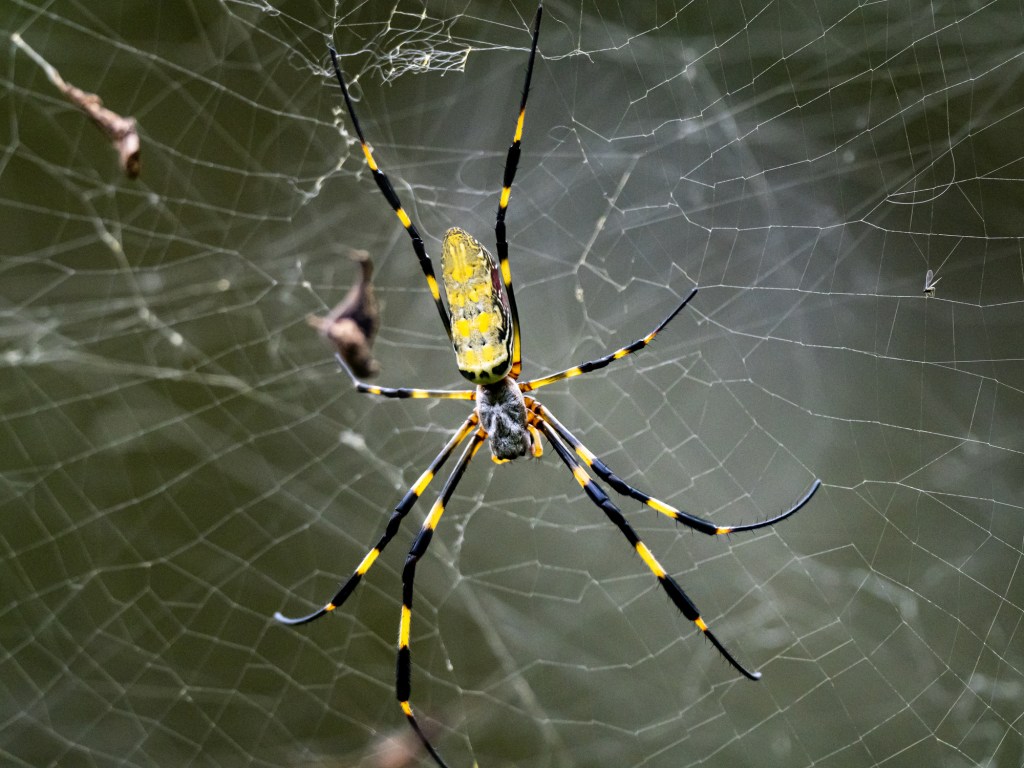 Giant Joro Spiders Expected To Overtake The East Coast