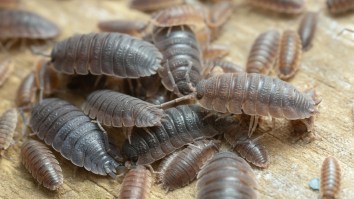 Roly Poly Bugs Are Cute But Thousands Of Them Stampeding Across Australia Is Disturbing (Video)