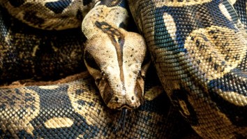 Watch As Police Remove A Boa Constrictor That Had Made A Home Inside A Man’s Car