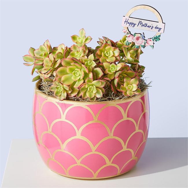 Kiwi Aeonium Succulent Plant - Mothers Day Gifts