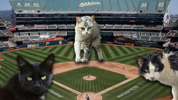 Oakland Coliseum Is Drowning In Feral Cats