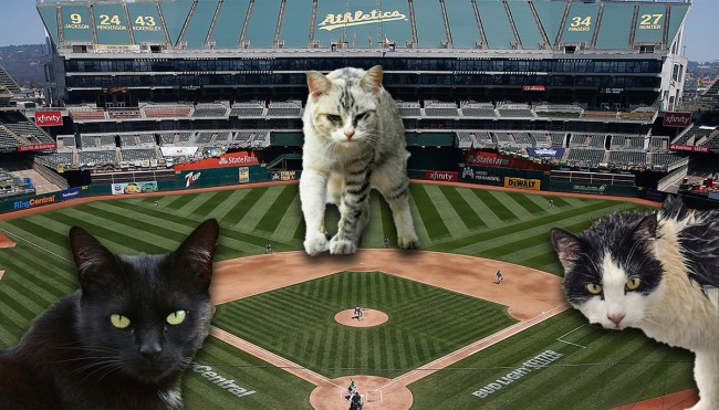 Oakland Coliseum Is Being Overrun By Feral Cats
