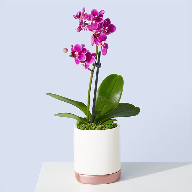 Petite Purple Orchid - Mothers Day Gifts