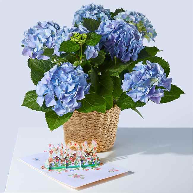 Proflowers Blue Hydrangea Plant