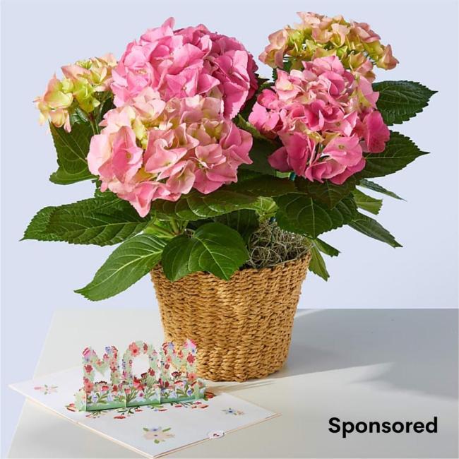 Proflowers Mothers Day Gifts